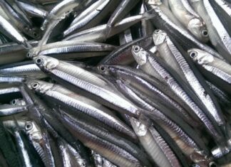 “5 Types of Fish You Should Buy at the Market: Wild-Caught, Not Farm-Raised, and Packed With Sweet Flavor”