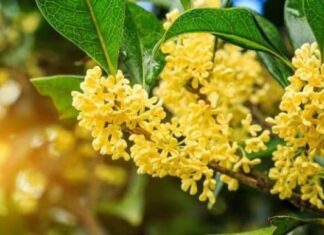 The 5 Lucky Plants That Attract Wealth: A Guide to Prosperity