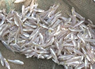 Six Types of Fish You Should Buy at the Market: Wild-Caught, Nutritious, and Affordable