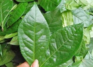 5 Leafy Herbs to Naturally Detox and Cleanse Your Lungs