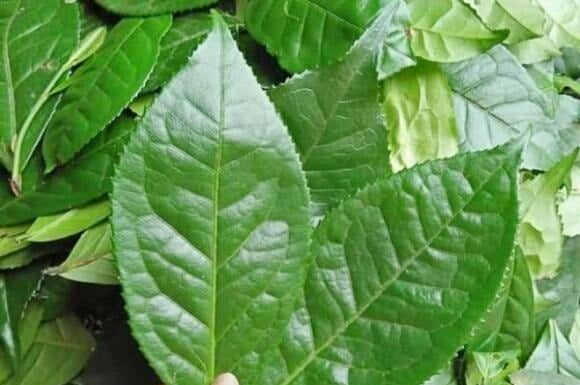 5 Leafy Herbs to Naturally Detox and Cleanse Your Lungs