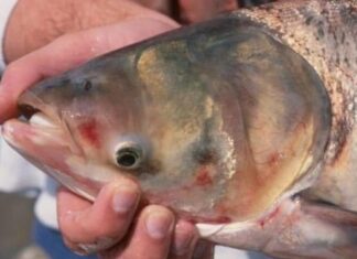 The Ultimate Superfood: Uncovering the Surprising Benefits of a Nutritious Fish