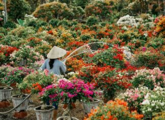 The Magic of Ben Tre: Unveiling Vietnam’s Longest Flower Road