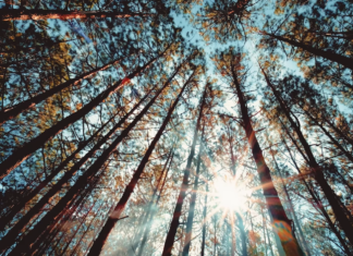 The Ultimate Camping Spot: A Mini ‘Dalat’ in Hanoi That Has Visitors Coming Back for More