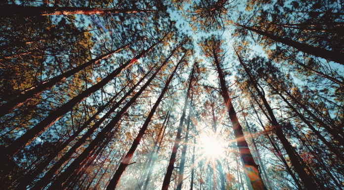 The Ultimate Camping Spot: A Mini ‘Dalat’ in Hanoi That Has Visitors Coming Back for More