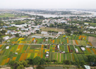 The Biggest Lunar New Year Flower Field in Binh Duong Province Shows Its Charm