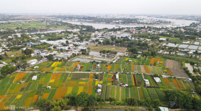 The Biggest Lunar New Year Flower Field in Binh Duong Province Shows Its Charm