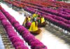 The Charm of Sa Dec Flower Village: A Pre-Tet Tourist Attraction
