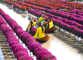 The Charm of Sa Dec Flower Village: A Pre-Tet Tourist Attraction