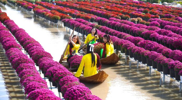 The Charm of Sa Dec Flower Village: A Pre-Tet Tourist Attraction
