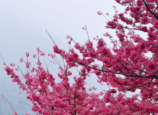 The Red Mai Anh Dao Blossoms of Ha Giang Attract Visitors Post-Tet
