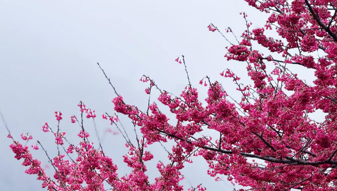 The Red Mai Anh Dao Blossoms of Ha Giang Attract Visitors Post-Tet
