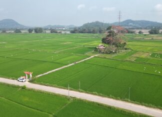 The Century-Old Kapok Tree in Full Bloom by the Old Ferry on the Tra Khuc River