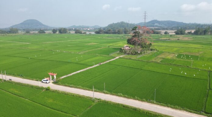 The Century-Old Kapok Tree in Full Bloom by the Old Ferry on the Tra Khuc River