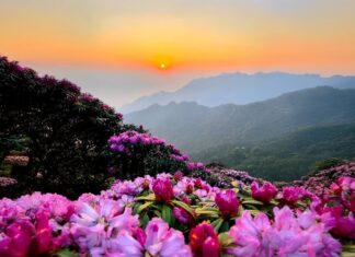 The Ultimate Trekker’s Journey: Conquering Putaleng Peak and the Quest for the “Queen of Northwest Flowers”