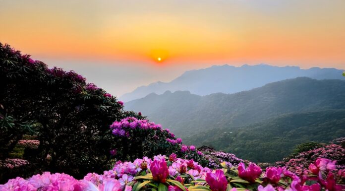 The Ultimate Trekker’s Journey: Conquering Putaleng Peak and the Quest for the “Queen of Northwest Flowers”