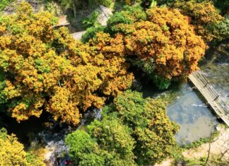 The Blooming Trang Flowers Illuminate the Binh Dinh Mountainous Forests
