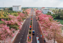 The Pink Trumpet Tree: A Majestic Spectacle in the Heart of the Mekong Delta