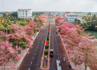 The Pink Trumpet Tree: A Majestic Spectacle in the Heart of the Mekong Delta