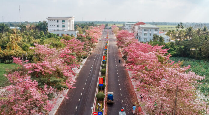 The Pink Trumpet Tree: A Majestic Spectacle in the Heart of the Mekong Delta