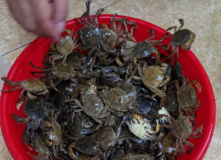 The Ultimate Northern Delicacy: A Rare, Indulgent Treat with a Rich, Buttery Flavour and a Sweet Aroma that Rivals the Humble Crab.