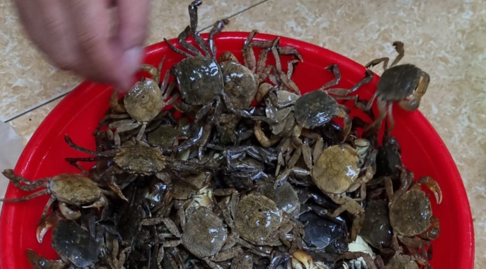 The Ultimate Northern Delicacy: A Rare, Indulgent Treat with a Rich, Buttery Flavour and a Sweet Aroma that Rivals the Humble Crab.