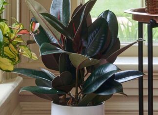 The Perfect Plants for Your Stairway: Enhancing Your Space According to Your Element