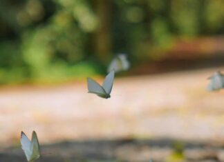 The Healing Coordinates: Cuc Phuong National Park During the White Butterfly Season