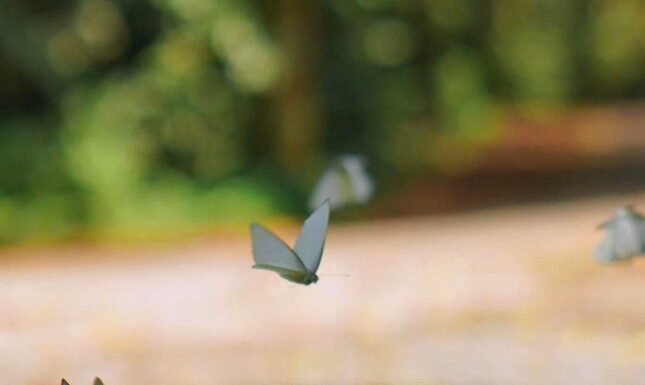 The Healing Coordinates: Cuc Phuong National Park During the White Butterfly Season