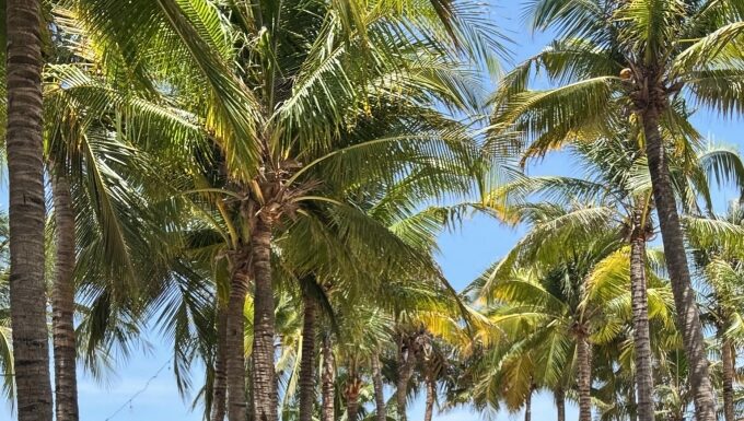 Action star Ngo Thanh Van announces her first pregnancy.