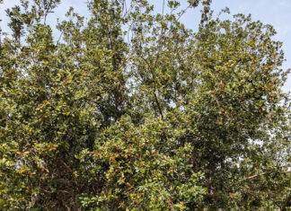 The Tasty Treats of Northern Vietnam: A Seasonal Delight.