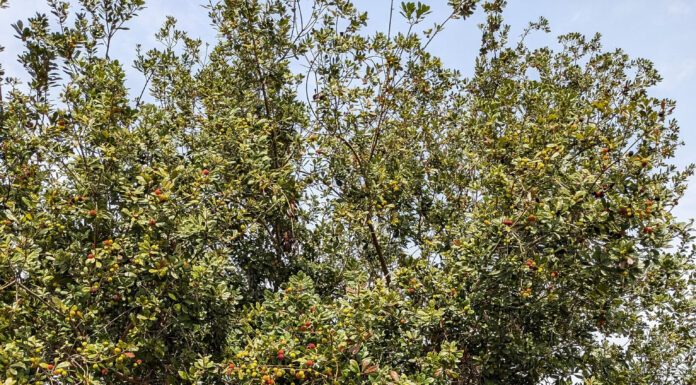 The Tasty Treats of Northern Vietnam: A Seasonal Delight.