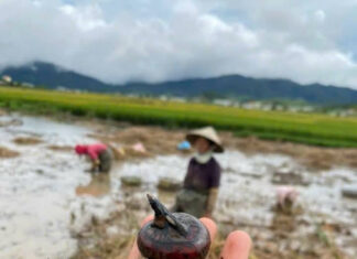 Delicacies from ‘Under the Ground’: A Tasty Treat from South to North, with a Crisp and Refreshing Crunch, and an Even Sweeter Fragrance When Cooked in Soup.