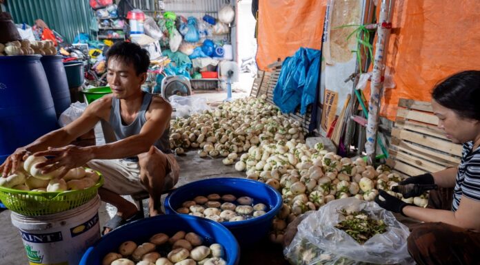 The 300-Year-Old Salted Mustard Greens Tradition of a Hanoi Village