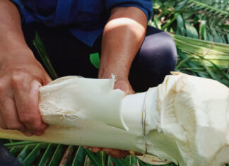 The Ultimate Delicacy: A Pale, Luxurious Treat Worthy of Chopping Down Tall Trees.