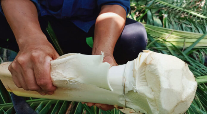 The Ultimate Delicacy: A Pale, Luxurious Treat Worthy of Chopping Down Tall Trees.