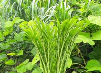 Underground Delicacies: A Tasty Trek from North to South Vietnam.