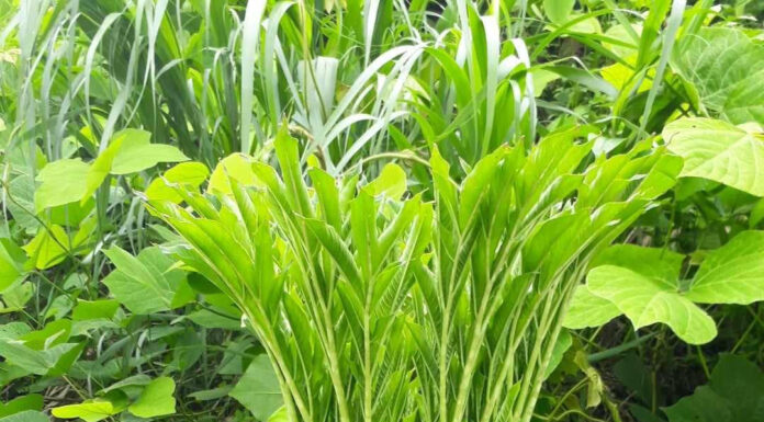 Underground Delicacies: A Tasty Trek from North to South Vietnam.