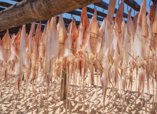 The Ultimate Guide to Phan Thiet’s Delicacies: A Tasty Tour of the World’s Best Squid Dishes