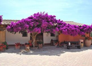 Why Planting Bougainvillea in Front of Your House Brings Luck and Fortune, but Growing it Indoors Hinders Positive Energy Flow?