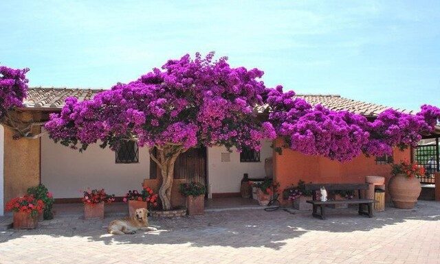 Why Planting Bougainvillea in Front of Your House Brings Luck and Fortune, but Growing it Indoors Hinders Positive Energy Flow?