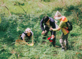 The Ultimate Delicacy: A Seasonal Treat Found Only in the Rainy Season, Adventurers Flock to the Pine Forests of Dalat in Search of This Elusive Fungus.