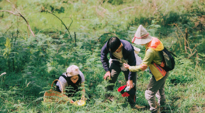 The Ultimate Delicacy: A Seasonal Treat Found Only in the Rainy Season, Adventurers Flock to the Pine Forests of Dalat in Search of This Elusive Fungus.