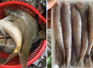 2 Types of Fish That Are Rich in Collagen and Easy to Find