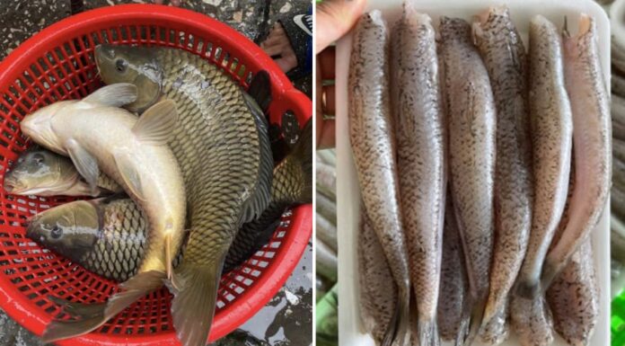 2 Types of Fish That Are Rich in Collagen and Easy to Find