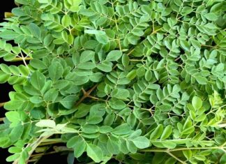 The Ultimate Superfood: A Vegetable with Astonishing Health Benefits That’s Hiding in Plain Sight.