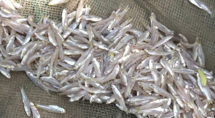 6 Natural Super-Healthy Fish: A Must-Buy at the Market