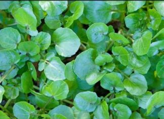 The Ultimate Superfood: Cancer-Fighting, Heart-Healthy, Joint-Supporting Veggie – A Bargain at Your Local Vietnamese Market for Just 10,000 VND a Bunch.