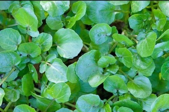 The Ultimate Superfood: Cancer-Fighting, Heart-Healthy, Joint-Supporting Veggie – A Bargain at Your Local Vietnamese Market for Just 10,000 VND a Bunch.