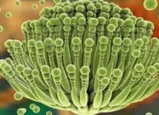 5 Foods You Should Never Store in the Fridge – The Hidden Danger of Aflatoxin